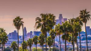 Los Angeles Palm Trees